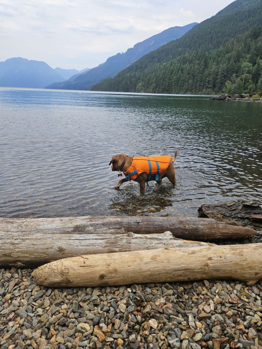 Dog-friendly lake adventure in BC
